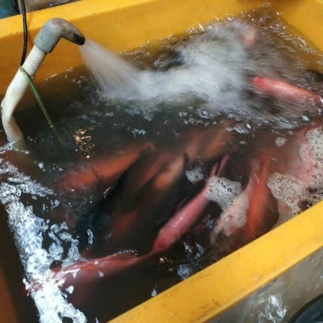 

Ikan nila