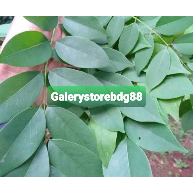 

Daun gamal segar 1 kg petik langsung-az