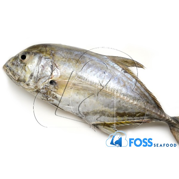 Foss Seafood Ikan kuwe / kue Bongkok Frozen (beku) size 500gr-1kg