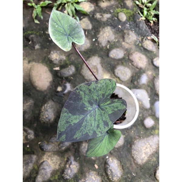 Colocasia Midnight