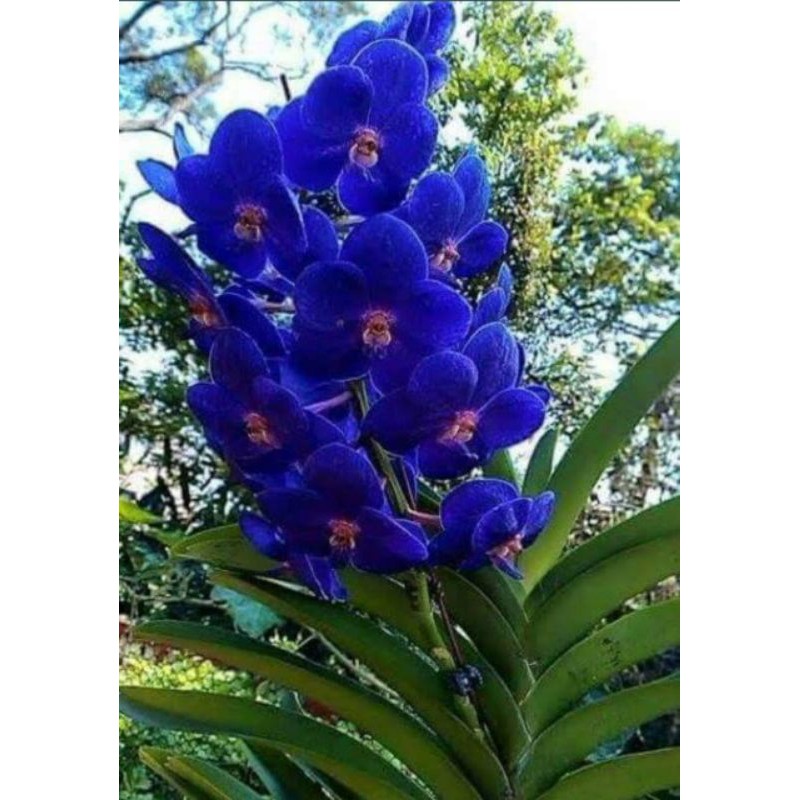 Anggrek Vanda Pachara Delight