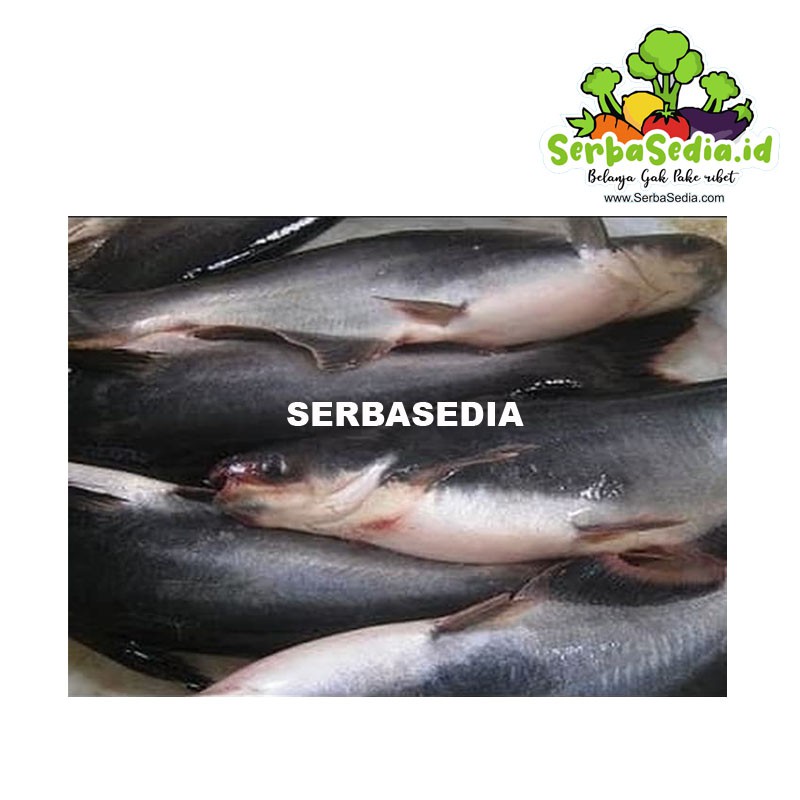 

IKAN PATIN (1-1.4kg)