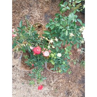 Tanaman Bunga Mawar Jenis Babyrose