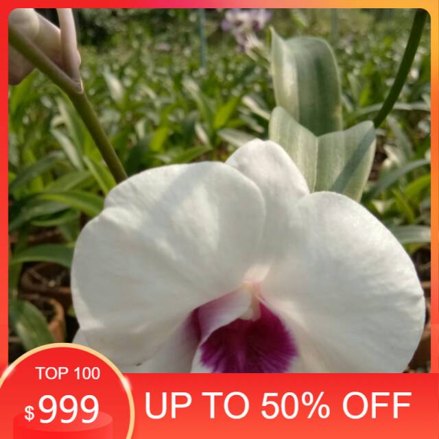 Tanaman hias - anggrek dendrobium - bibit tanaman hias - bunga putih - bibit tanaman - bunga cantik