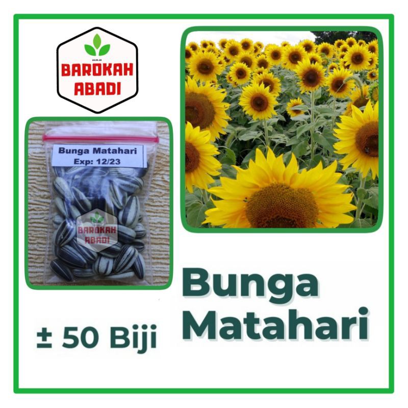 50 Benih Bunga Matahari Kuning Unggul Bibit Tanaman Bunga Biji Sunflower Mix Premium Seed