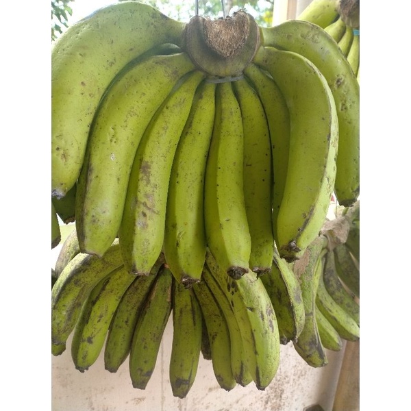 

pisang lumut matang