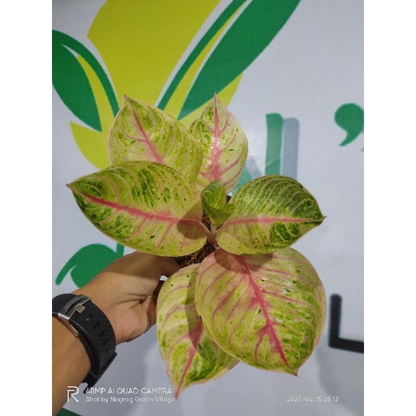 aglaonema Moonlight