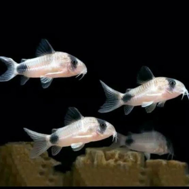 ikan corydoras panda