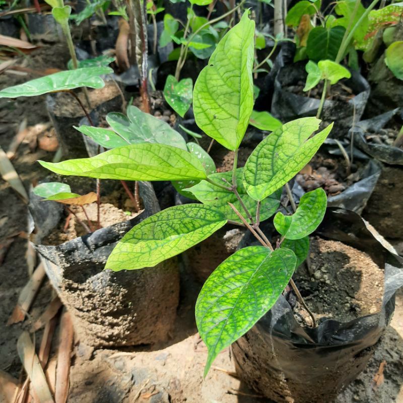 DIARY PETANI - Tanaman Hias Nona Makan Sirih Warna Merah