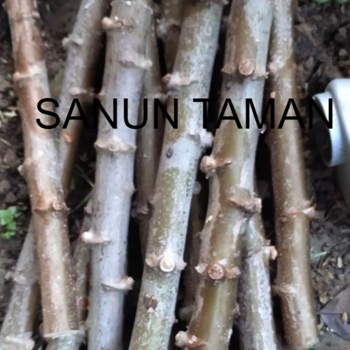 Stek bibit pohon singkong /ketela pohon