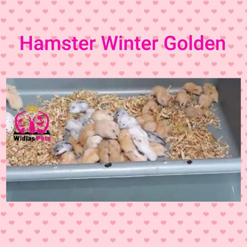 hamster winter golden GRAB GOJEK