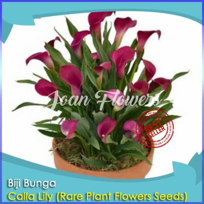 BIBIT TANAMAN BUNGA CALLA LILY BENIH BIBIT TANAMAN HIAS UNTUK DEKORASI COD