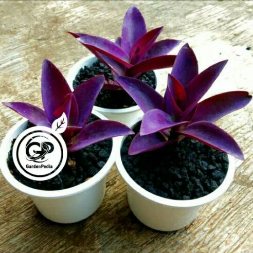 tanaman hias adam hawa ungu/tanaman hidup/tanaman hias hidup/bunga hidup/bunga hias hidup/tanaman gantung hidup