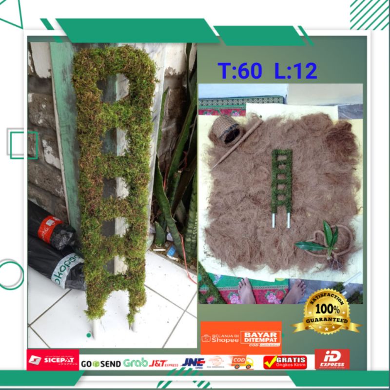 60cm TURUS TANGGA LUMUT PENYANGGA TANAMAN STAKES PLANT