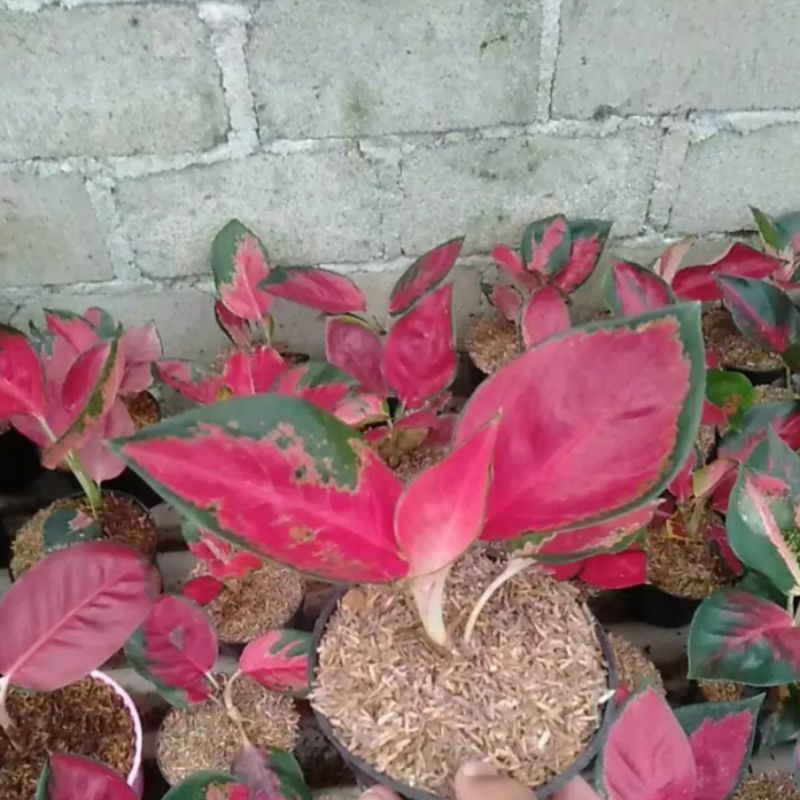 Tanaman hias bibit aglonema suksom menuju remaja asli