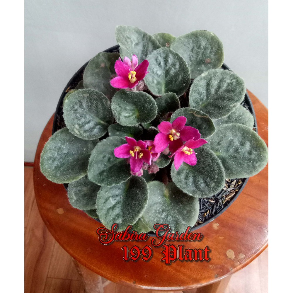 TANAMAN HIAS Violces bunga merah (African violets red)