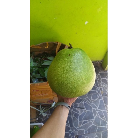 

Jeruk Bali/Pomelo Madu