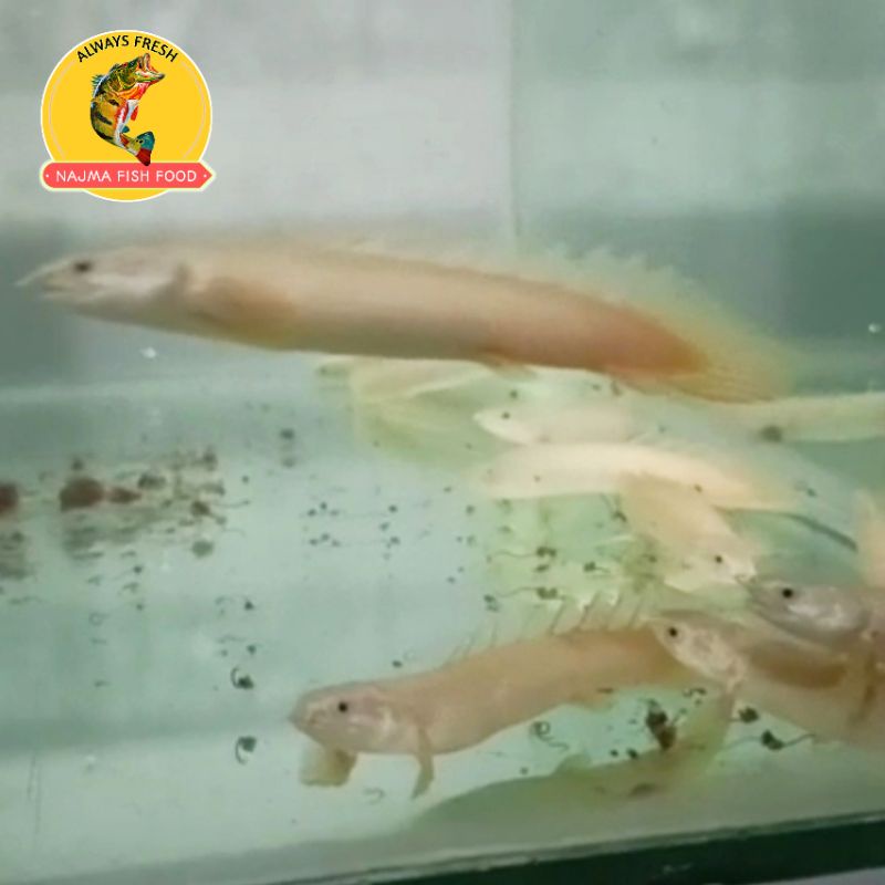 palmas leucistic size 9-10CM/Ikan palmas
