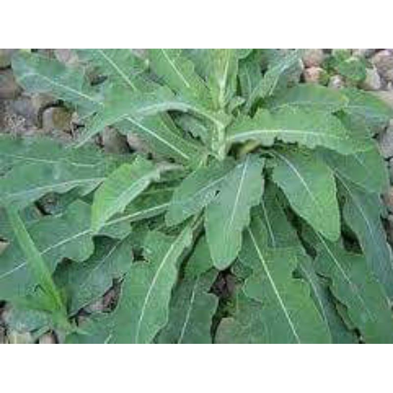 

daun tempuyung segar 500grm