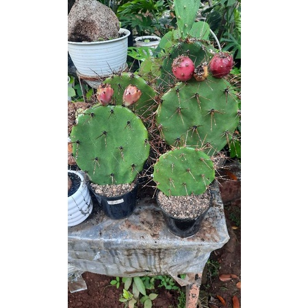 kaktus opuntia centong berduri tajam