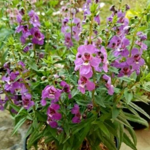 Tanaman hias lafender / pohon pengusir nyamuk