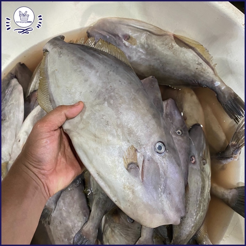 

Ikan Ayam Ayam Segar 1kg
