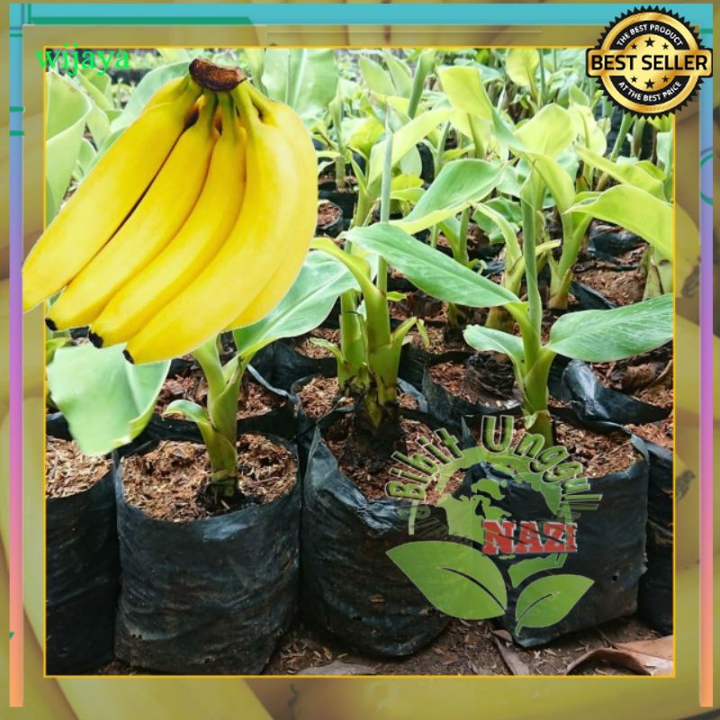 Bibit Pisang Cavendhis unggul bisa (tabulampot) 100% & VALID