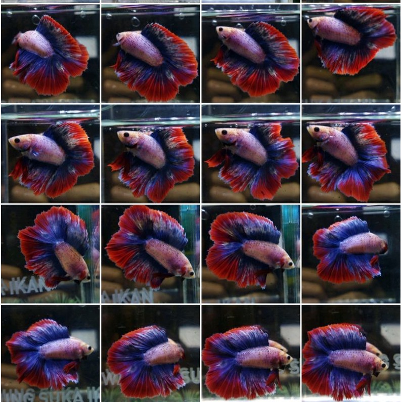 HIASAN AKUARIUM HMDT MASCOT SERIES 100%REALPICT (10DTHMMA)