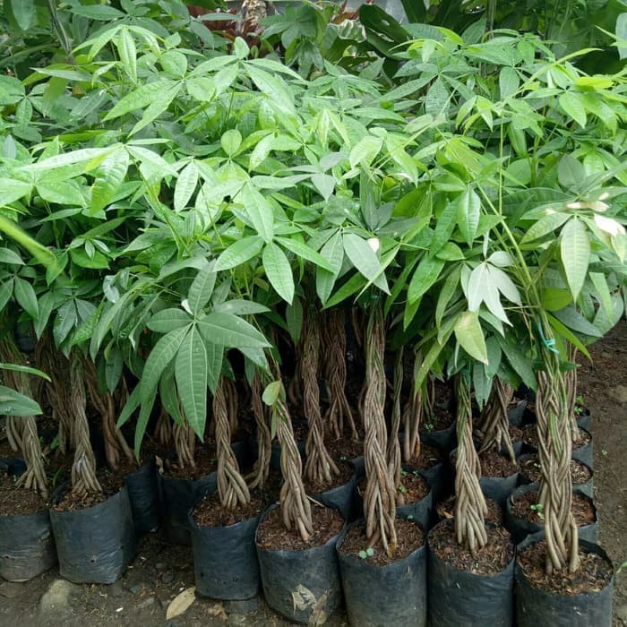 Tanaman Hias Pachira Kepang 9 - Money Tree