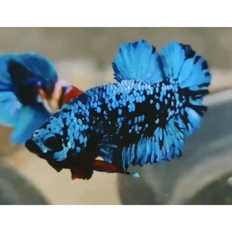 Bahan cupang avatar gordon / vampire