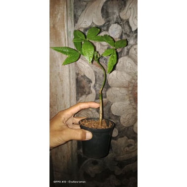 tanaman pachira/pachira tunggal/pachira murah/tanaman hias pachira