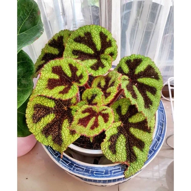 Bunga Begonia tapak Macan tanaman hias murah cantik berkualitas