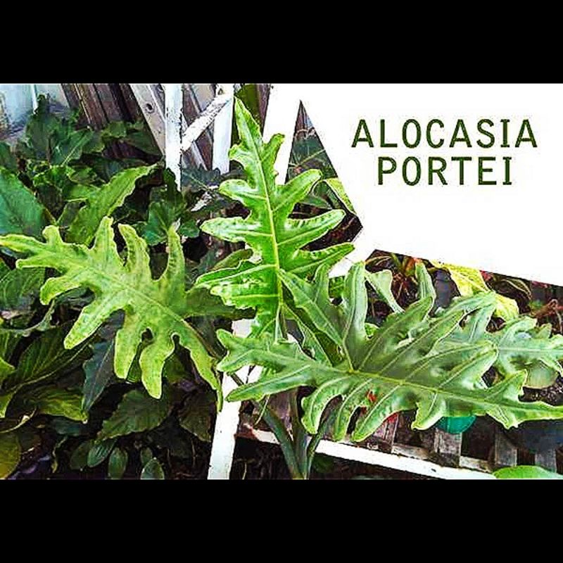 Alocasia portei