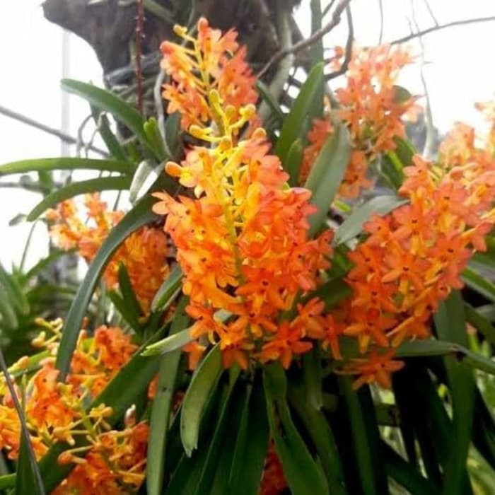 Anggrek Vanda Mini Ascosentrum Miniatum