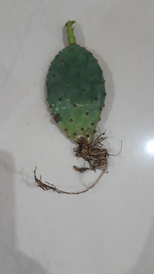 Sukulen Dan Kaktus Mini (kaktus Centong Biru / Opuntia Robusta)