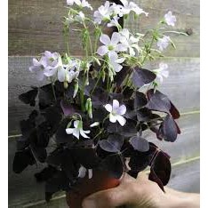 bibit bunga tanaman hias gantung false shamrock/bunga kupu kupu