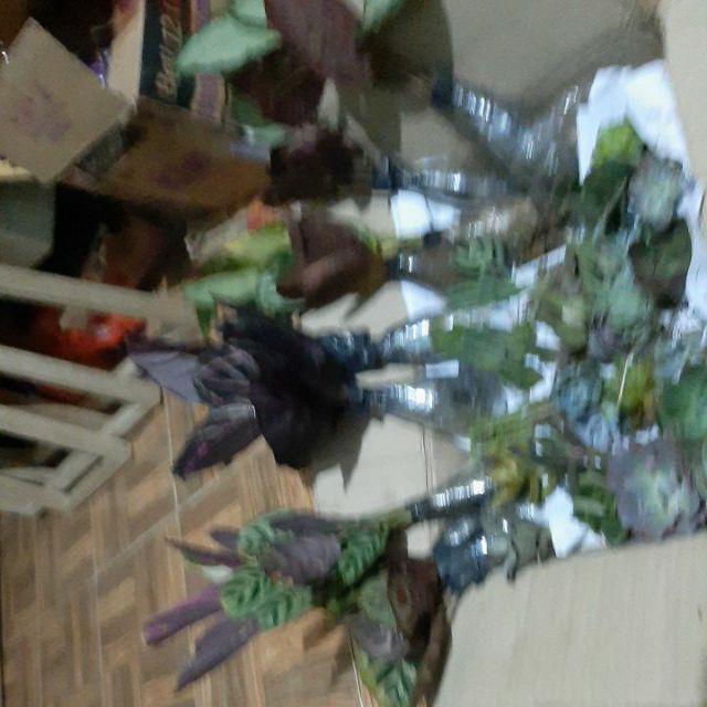 Pusat    Paket Tanaman Hias Calathea Indoor - Black Lipstik Dll    Tanaman Hias