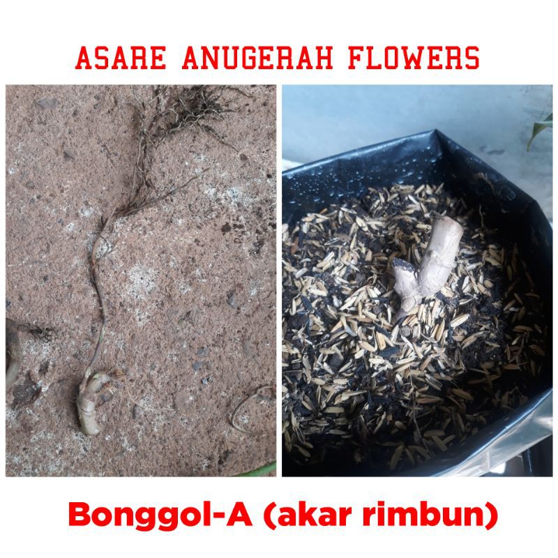 Bonggol Philo Florida Beauty (Flobe/Florida Varigata)