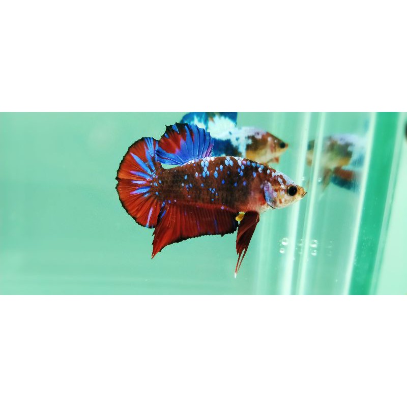 Cupang Red Koi Galaxy