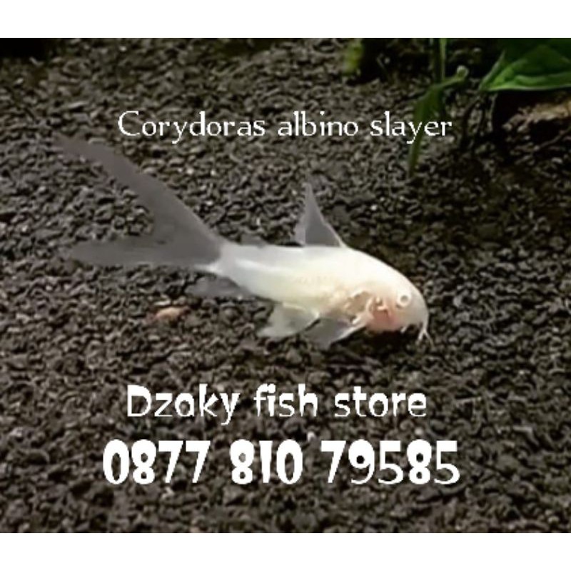 ikan hias Corydoras albino slayer indukan besar
