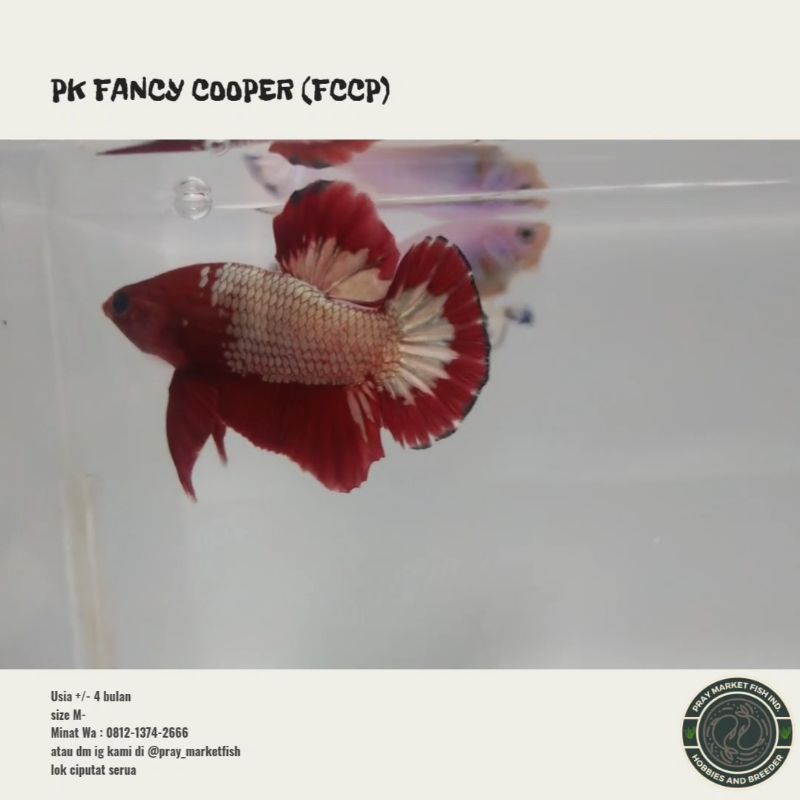 cupang Fccp ws red head