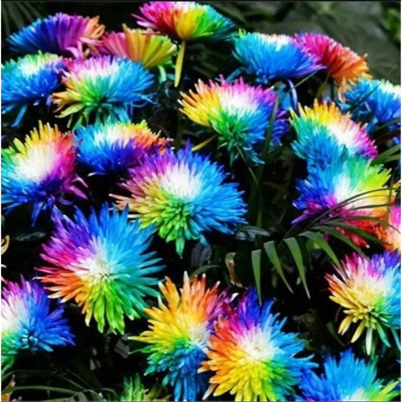 Benih Biji Bunga Krisan Pelangi Rainbow Langka Original