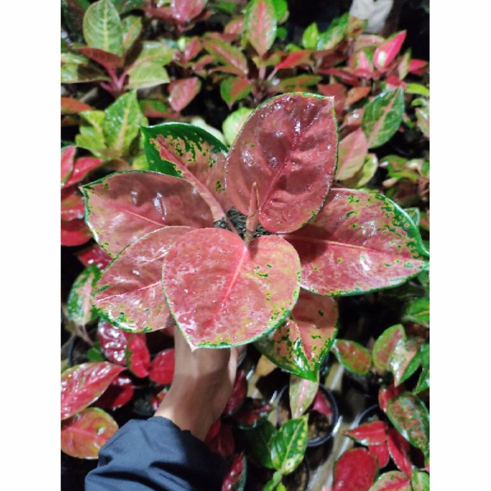 Aglonema Kochin Brownis