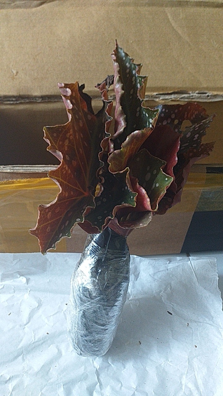 Tanaman Hias Bunga Begonia Polkadot