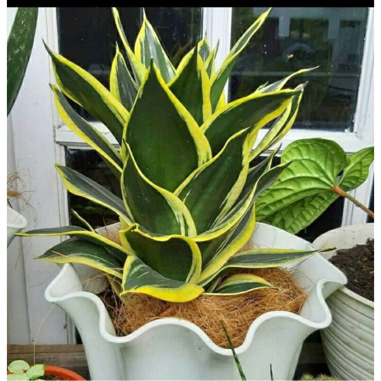 indukan sansivera pagoda-sansivera pagoda termurah-sansivera pagoda