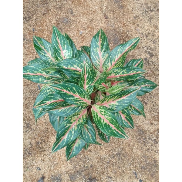 Aglonema Buterflly Rumpun