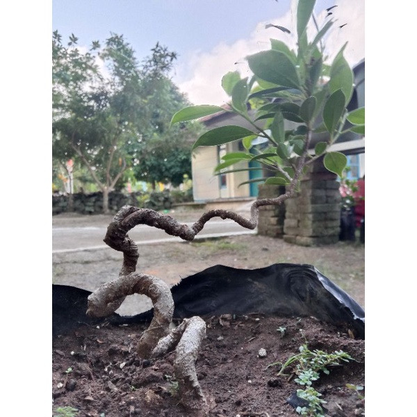 Bahan bonsai kimeng (PROGRAMAN PELINTIR)