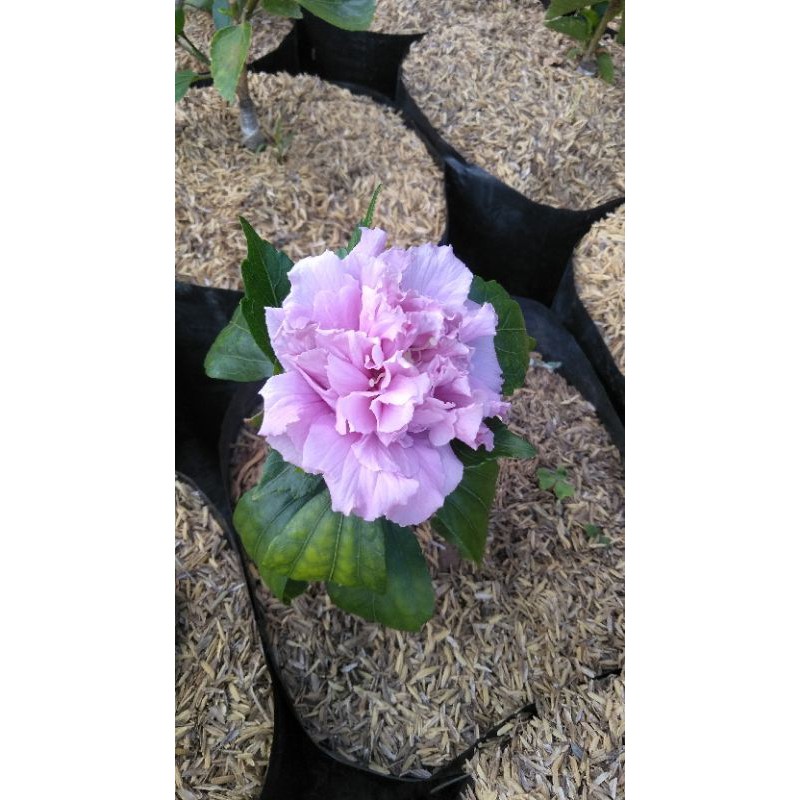 bunga sepatu bangkok