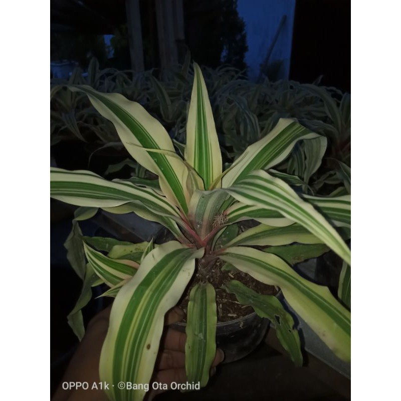 bromelia/ bromelia tricolor