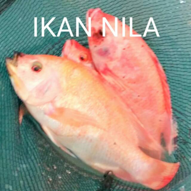 

Ikan nila segar